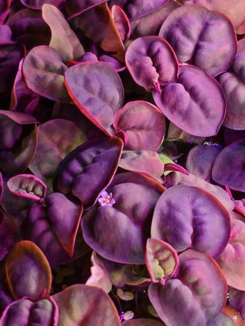 🌿100x Red Root Floater Phyllanthus fluitans Live Floating Aquarium Plant leaves