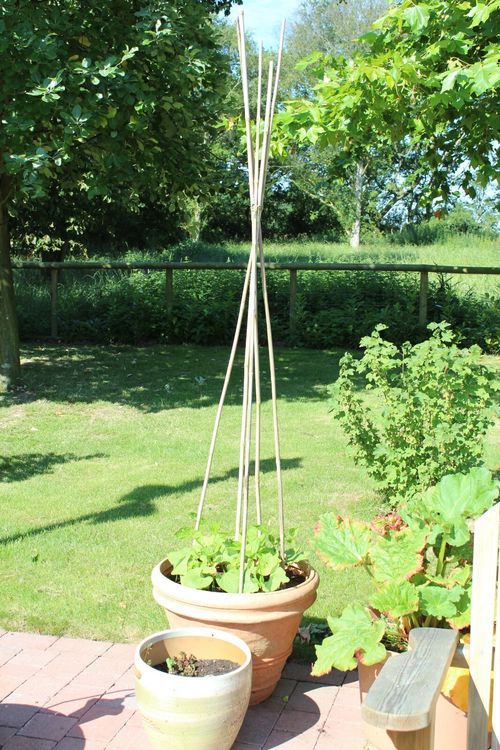 Suregreen Bamboo Canes 2.4m/8ft | 14-16mm | 100 Pack — image 16