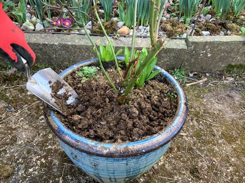 2Kg DRIED POWDERED LIGHTWEIGHT HORSE MANURE EASY USE - COMPOST JUST ADD WATER — image 9
