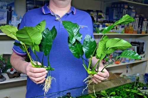 XL Anubias barteri Broad Leaf  x2 live Plant tropical fish aquarium 20-30cm