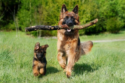 170 Chewable  Flavoured Multivitamins & Minerals 17 Essential  Vitamins For Dogs — image 6