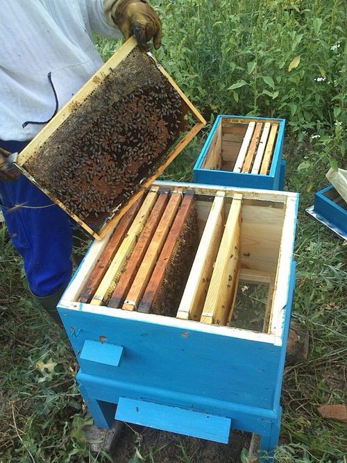 1.5kg WILDFLOWER HONEY 100% ORGANIC PURE RAW NATURAL-(NEW HARVEST 2026) — image 5