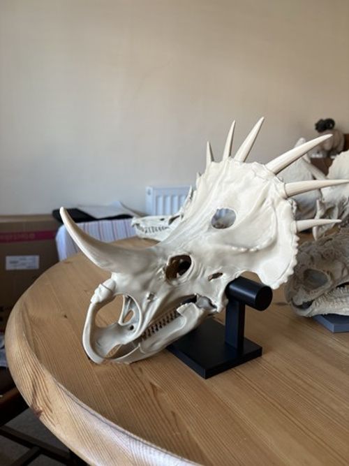 Styracosaurus Skull Figure Replica Model Collectible Dinosaur Fossil Decor