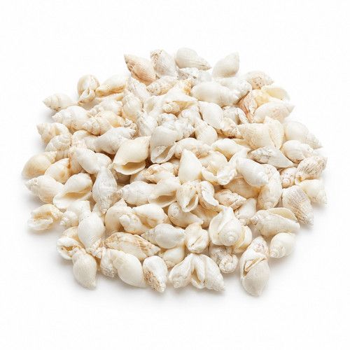 Tiny Craft Shells 25g Bag Natural Mini Seashells Coastal Decor Art Wedding Craft