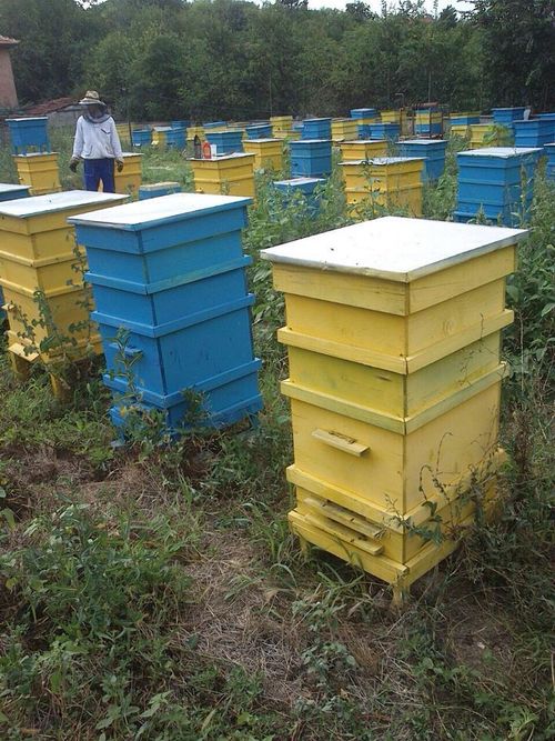 1.5kg WILDFLOWER HONEY 100% ORGANIC PURE RAW NATURAL-(NEW HARVEST 2026) — image 8