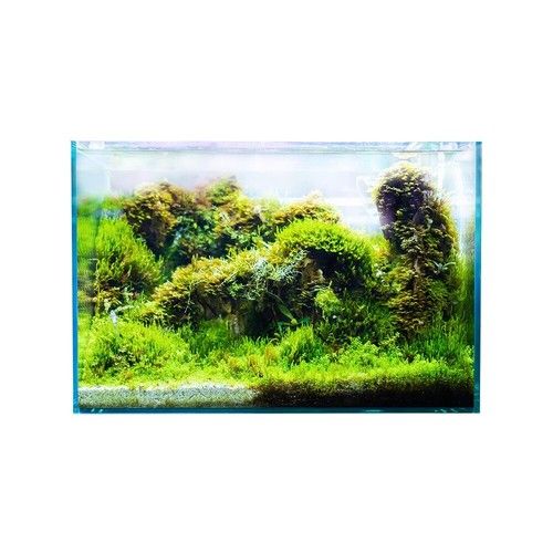 Swell Glass Aquarium 35cm – 17L Tank, Frameless Fish Tank
